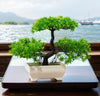 27cm Artificial Pine Bonsai Plant